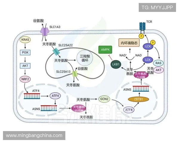 拉波尔特的传奇人生与科学探索之旅：从基础研究到应用创新的启示