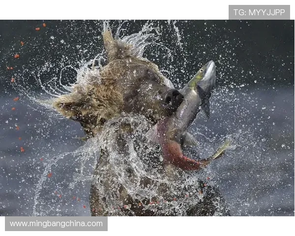 阿联酋与科威特激战正酣赛果揭晓引发热议